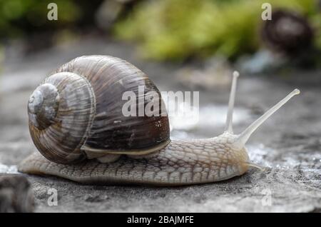 Schnecke - Weinbergschnecke - Burgunderschnecke Stock Photo