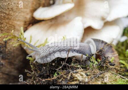 Schnecke - Weinbergschnecke - Burgunderschnecke Stock Photo