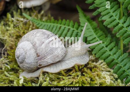 Schnecke - Weinbergschnecke - Burgunderschnecke Stock Photo