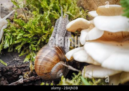 Schnecke - Weinbergschnecke - Burgunderschnecke Stock Photo