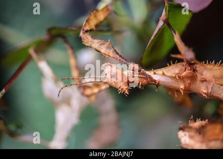 Close up head of subadult female of the spiny leaf insect, Extatosma tiaratum Stock Photo