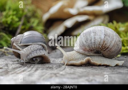 Schnecke - Weinbergschnecke - Burgunderschnecke Stock Photo