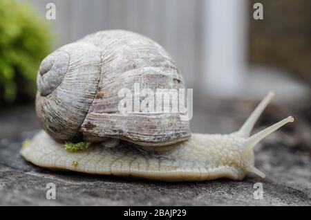 Schnecke - Weinbergschnecke - Burgunderschnecke Stock Photo