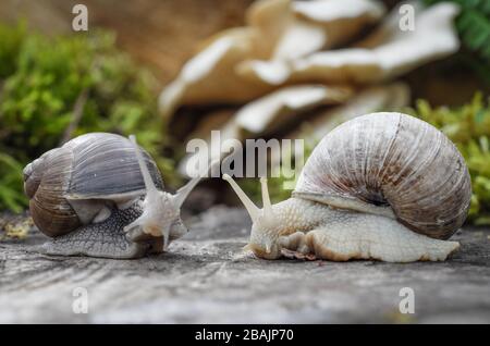 Schnecke - Weinbergschnecke - Burgunderschnecke Stock Photo