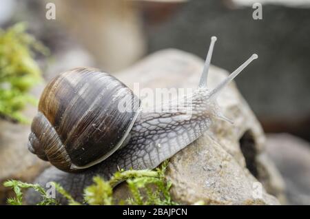 Schnecke - Weinbergschnecke - Burgunderschnecke Stock Photo