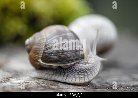 Schnecke - Weinbergschnecke - Burgunderschnecke Stock Photo