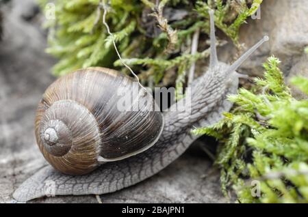 Schnecke - Weinbergschnecke - Burgunderschnecke Stock Photo