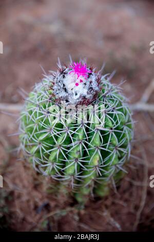 Fruiting Melocactus curvispinus cactus growing wild in the Tatacoa desert in Colombia. The fruits are pink and berry-like. Stock Photo