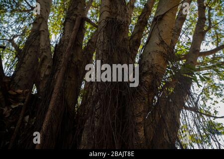 Giant tree with long air roots in the afternoon light Stock Photo