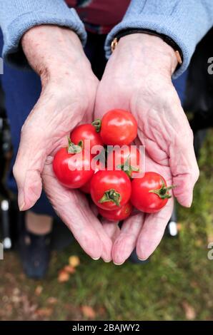 A care home resident with tomatoes she grew in the communal garden. Darlington, County Durham, UK. 17/8/2017. Photograph: Stuart Boulton. Stock Photo