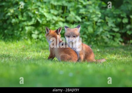 Two cute Red Fox (Vulpes vulpes) cubs or kits at play in spring in southern England Stock Photo