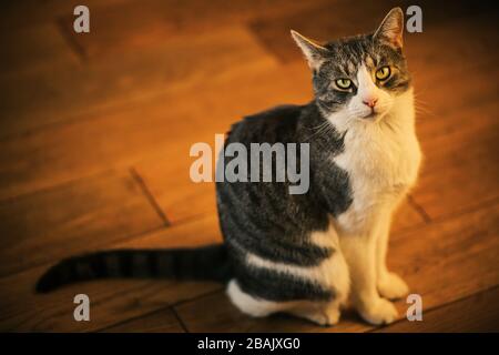 A cute tabby mongrel house cat sits on the wooden plank floor in the warm sunlight and looks puzzled. Stock Photo
