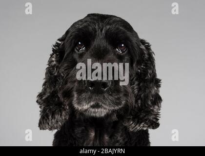 Cocker Spaniel, UK. Stock Photo