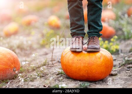 Cute little boy having fun in a pumpkin patch Stock Photo