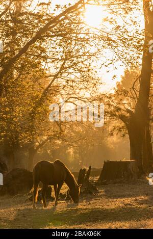 A sunset seen behind a grazing horse in Zimbabwe. Stock Photo