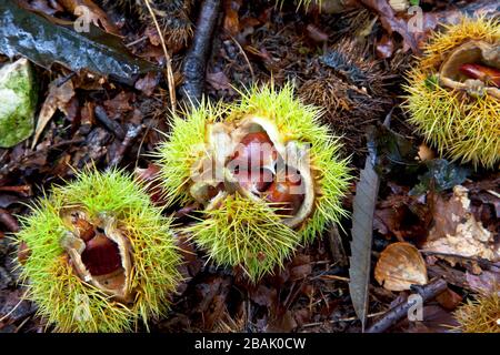 Fallen sweet chestnuts in Grovely Wood in Wiltshire. Stock Photo