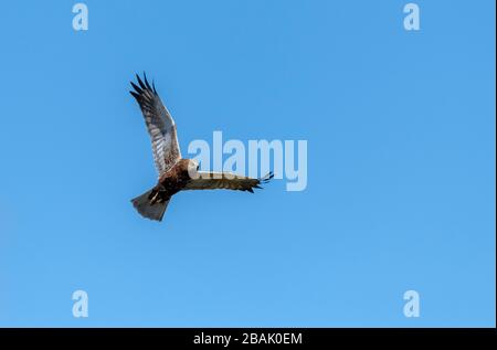 Male Marsh Harrier, Circus aeruginosus, in late winter soaring over reed-bed and marshland. Stock Photo