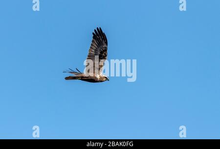 Female Marsh Harrier, Circus aeruginosus, in late winter soaring over reed-bed and marshland. Stock Photo