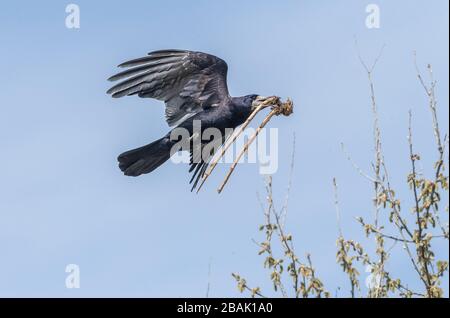 Rook, Corvus frugilegus, bringing stick in for nest-building at rookery. Stock Photo