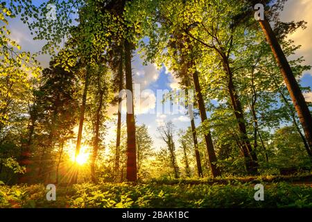 Footpath in a forest or park, with the foliage colorfully illuminated by the warm sunset light Stock Photo