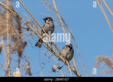 Tree Sparrows,  Passer montanus, perched among reeds. Stock Photo