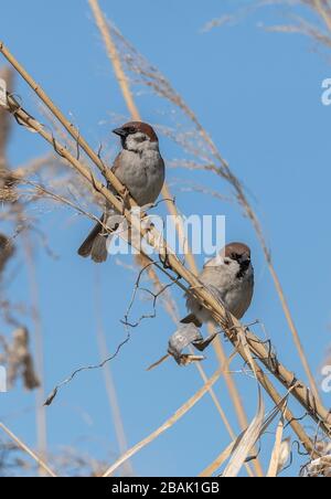 Tree Sparrows,  Passer montanus, perched among reeds. Stock Photo