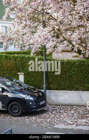 Strasbourg, France - Mar 18, 2020: Beautiful magnolia tree in bloom with multiple petals fall over the pedestrian crossroads and Peugeot French car Stock Photo