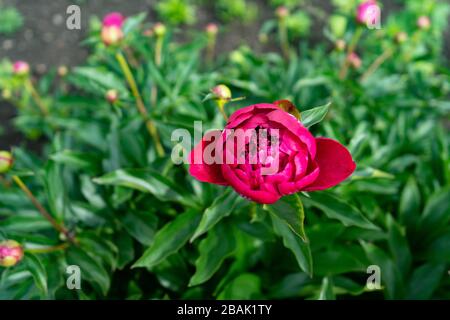 Red peony flower on a background of green leaves in the garden Stock Photo