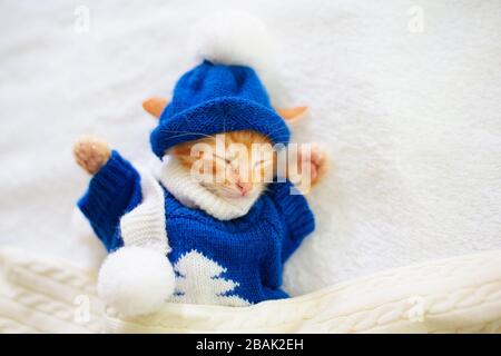 Baby cat in knitted sweater and hat. Ginger newborn kitten sleeping under woolen blanket. Cozy winter day with pet at home. Nap time. Christmas costum Stock Photo