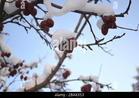 Snow-covered Crab Apples Tree Branch in Winter Stock Photo