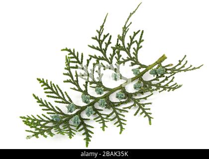 Green arborvitae branch isolated on the white background, thuja branch,  isolated on white background Stock Photo