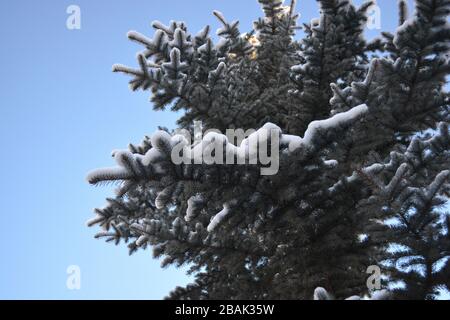Low angle shot of large tree with snow on branches Stock Photo