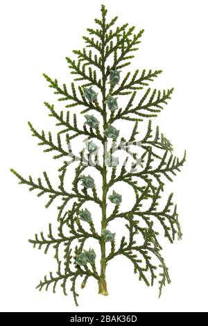 Green arborvitae branch isolated on the white background, thuja branch,  isolated on white background Stock Photo