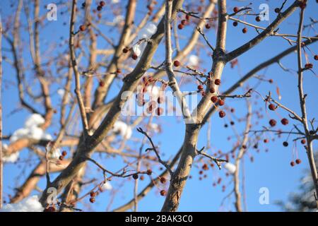 Snow-covered Crab Apples Tree Branch in Winter Stock Photo