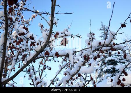 Snow-covered Crab Apples Tree Branch in Winter Stock Photo