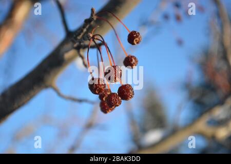 Snow-covered Crab Apples Tree Branch in Winter Stock Photo