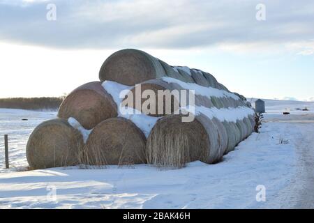 Large Stacks of Hay Bails on a Snowy Farm Field in Winter Stock Photo