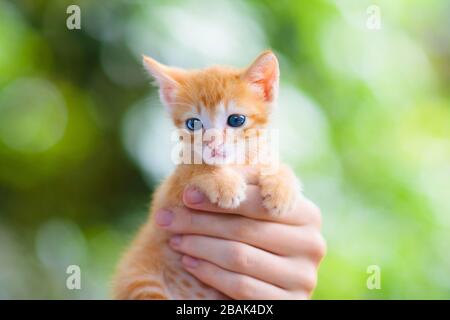 Man holding baby cat. Ginger kitten in human hands outdoor in sunny garden. Pet parent watching little animal. Owner and cats. Stock Photo