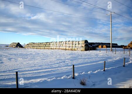 Large Stacks of Hay Bails on a Snowy Farm Field in Winter Stock Photo