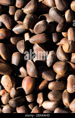 Inshell pine nuts. Cedar nuts. Background Texture. Macro. Stock Photo