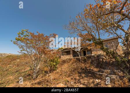 Flowering Msasa's seen in Zimbabwe's Chimanimani Mountains. Stock Photo