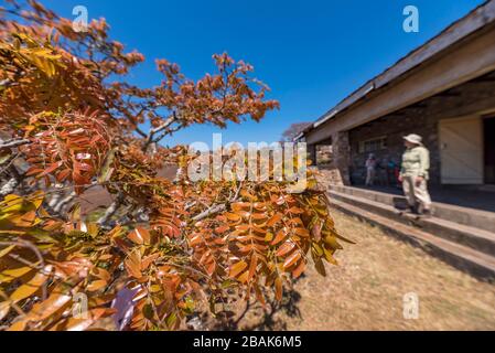 Flowering Msasa's seen in Zimbabwe's Chimanimani Mountains. Stock Photo