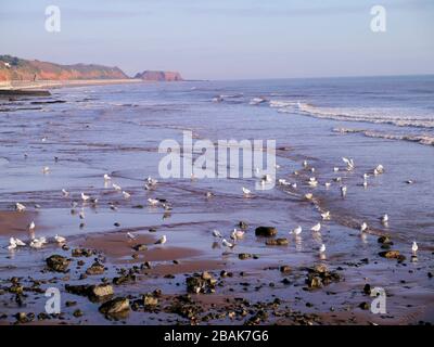 Seagulls at Dawlish beach, Devon, United Kingdom Stock Photo
