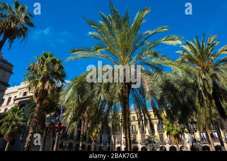 Plaça  Reial in Barcelona. Stock Photo