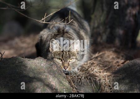 Grey tabby cat lurking in a forest behind a stone Stock Photo