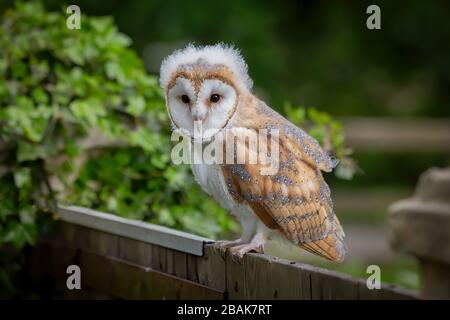 Juvenile / Baby female Barn Owl Chick with fluffy head looking at thew camera whilst perched on a fence post. Green background. ( tyto alba) Stock Photo