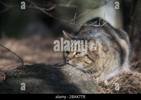 Grey tabby cat lurking in a forest behind a stone, watchful, alert Stock Photo