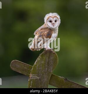 Juvenile / Baby female Barn Owl Chick with fluffy head looking at thew camera whilst perched on a fence post. Green background. ( tyto alba) Stock Photo