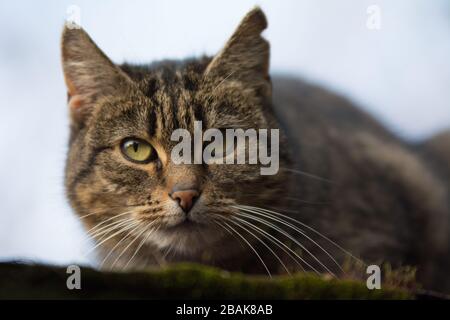Close-up of a sprayed tabby cat with incision scar on her ear looking into the camera - copy space Stock Photo