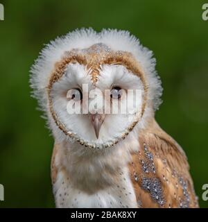 Juvenile / Baby female Barn Owl Chick with fluffy head looking at thew camera whilst perched on a fence post. Green background. ( tyto alba) Stock Photo